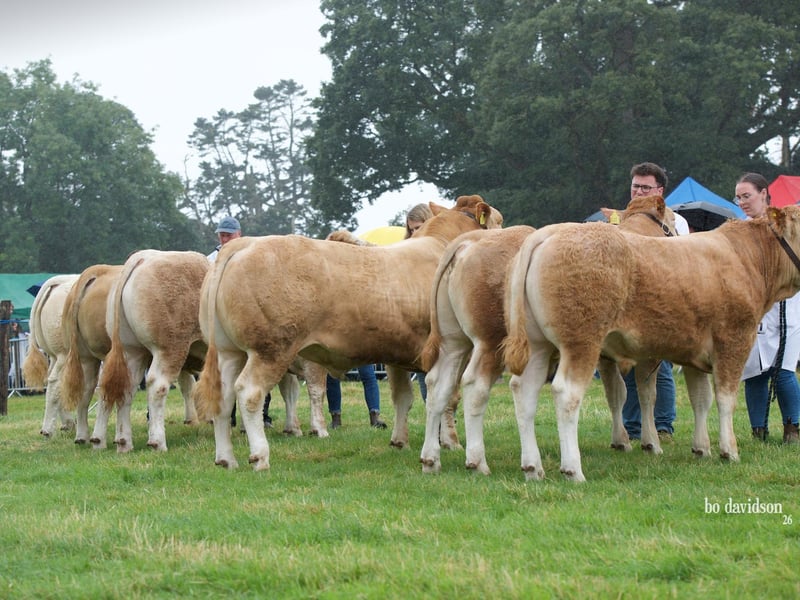 The line up for a competitive junior bull class.