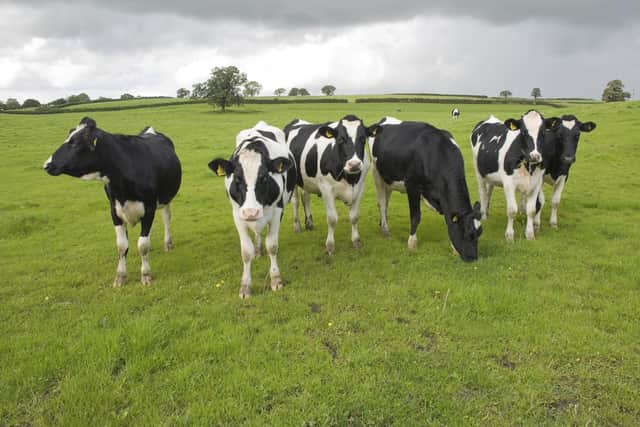 Group of black and white cows in a pasture.