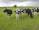 Group of black and white cows in a pasture.