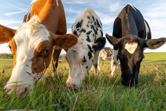 cows grazing in a field