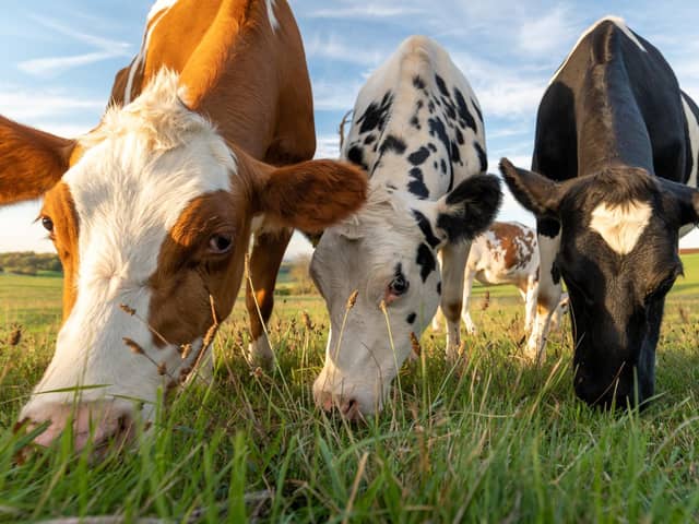 cows grazing in a field
