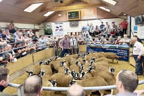 NEMSA 2023 Bentham gimmer lamb sale. Picture: Submitted