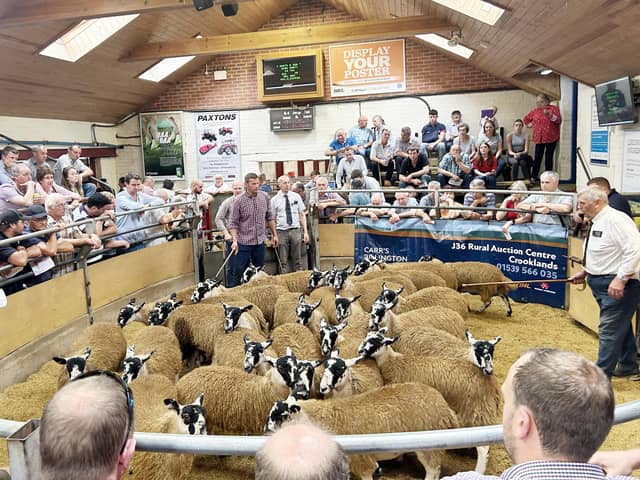 NEMSA 2023 Bentham gimmer lamb sale. Picture: Submitted