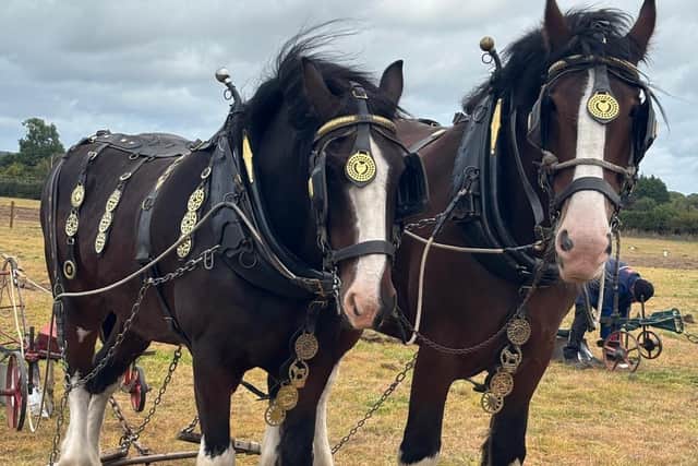 Horses at the 2026 Ploughing Championships in Co Offaly.