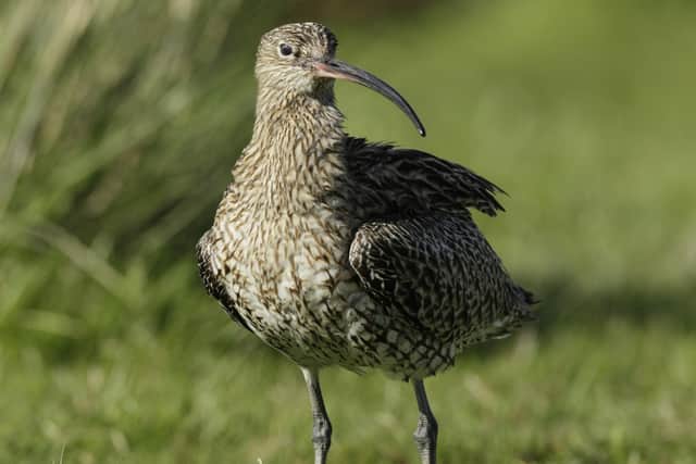 Eurasian curlew Numenius arquata, adult standing on egde of flooded area. Picture: Andy Hay/RSPB