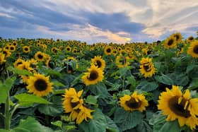 Farming Life's Darryl Armitage took advantage of a reasonably Thursday evening to pop out to the sunflower fields at Flavour First on the Killaughey Road in Donaghadee. Picture: Darryl Armitage