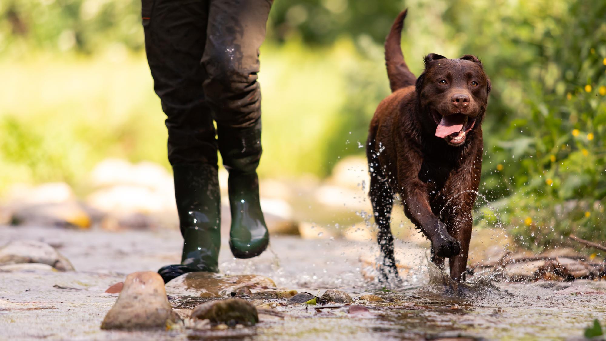 Hunting with dogs Bill: 'I've been sent online threats in relation to the Bill'