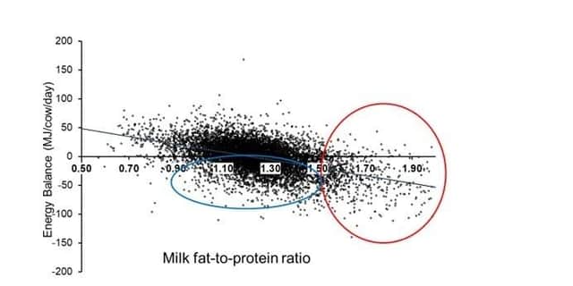 Relationship between energy balance and milk-fat-to protein ratio (first lactation cows)