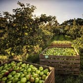 ​Apple Day was started in started in 1990 on the 21st October and has developed into a day across the UK to celebrate this prolific fruit. Picture: Submitted