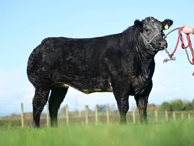 The Jalex team are back in action on the 30th December with their final sale of the year which takes place on farm at Gloverstown Road, Randalstown. Over 100 in calf commercial females and 3 service age bulls are set to go under the hammer. Pic: Agriimages