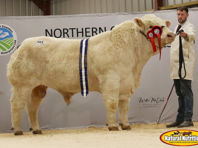 Tanhill Alfie, Senior Male Champion - Andrew Armstrong - 11,500gns