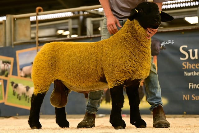 1st Prize Commercial Gigot  Ram Lamb from A Gault sold for 1500gns to J Brilly, Co. Kildare. Pic: Alfie Shaw