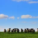 The Lords have defended lamb from New Zealand as being better for the environment than lamb produced a few miles up the road from where it is sold. Picture: Colm Lenaghan/Pacemaker