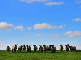 The Lords have defended lamb from New Zealand as being better for the environment than lamb produced a few miles up the road from where it is sold. Picture: Colm Lenaghan/Pacemaker