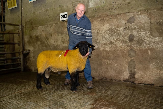 Robert Tait with the winner of the Year Old Shearling Ram Class at the Donegal Pedigree Suffolk Breeders Show and Sale in Raphoe Livestock Mart. Photo Clive Wasson