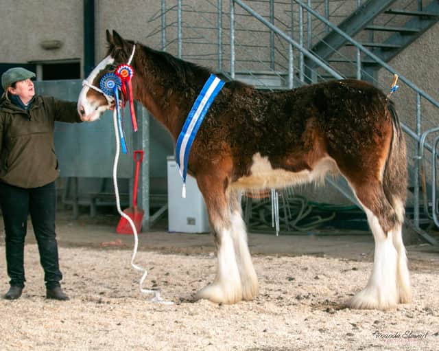 Foal and reserve overall champion – Bratlach Sergeant with Jill McAllister, owned by John Drummond. (Picture courtesy of Amanda Stewart Photography)