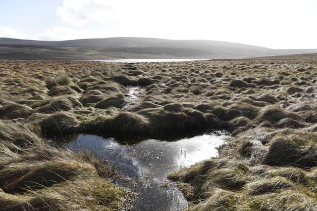 Dungonnell Wetland