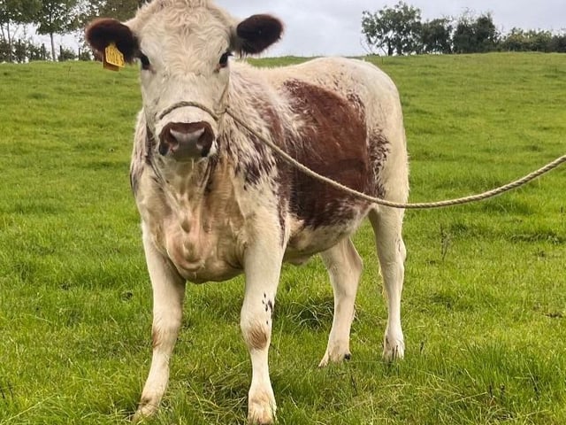 Dummully Juliet from Aubrey McAlister (NI) made £2,050