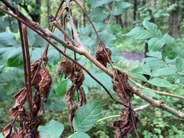Ash Dieback is affecting large numbers of trees across the UK