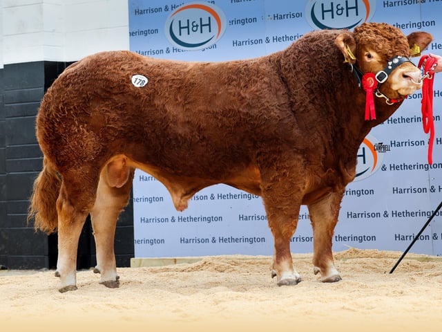 Ampertaine Aceman 21,000gns
