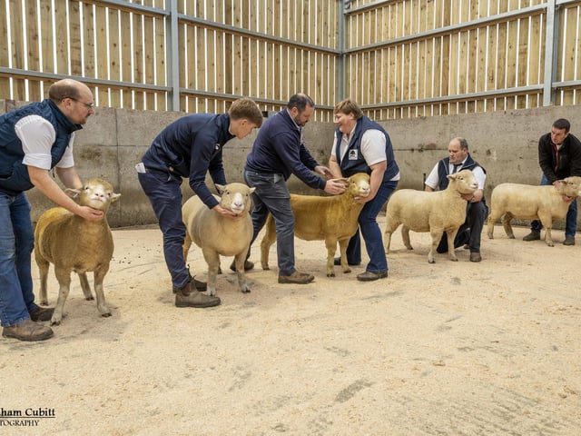 Seamus Mullan, Islaharnan Flock, Armoy, judging the NI Dorsets Autumn Show at Ballymena Livestock Mart.