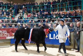 Gleno Valley YFC annual fatstock show and sale will be held on Monday 27th November 2023 at Ballymena Livestock Market. Picture: Gleno YFC