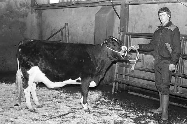 Pictured in March 1983 at the Ulster Ayrshire Cattle Club’s show and sale at Ballyclare Mart is Stephen Duncan from Crumlin with the reserve supreme champion. Picture: Farming Life/News Letter archives