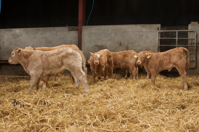 On the McIlwaine’s farm, 80 cows are calved on straw bedding in Autumn and Spring
