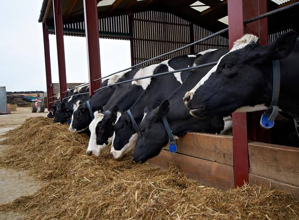 Cows at a feeding gate