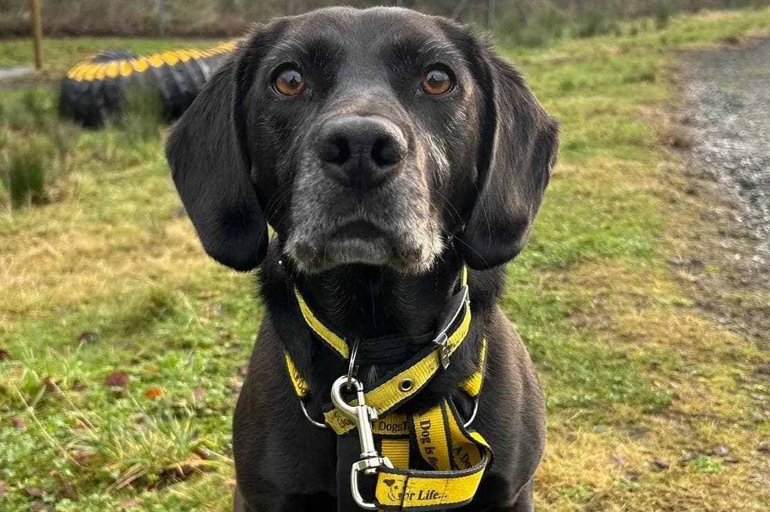 Labrador Cocker Cross Dogs Trust: Buddy the brilliant Labrador cross and handsome Cocker ...