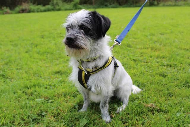 Adopt a dog: Cocker Spaniel cross Alfie and crossbreed Baxter both ...