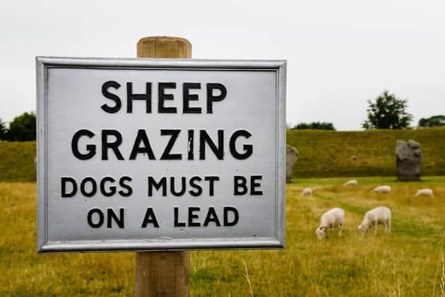 The number of dog attacks on livestock in Northern Ireland doubled in 2023 with an increasing number of irresponsible people letting large dogs roam free right across the countryside. Photo: Stephen Barnes