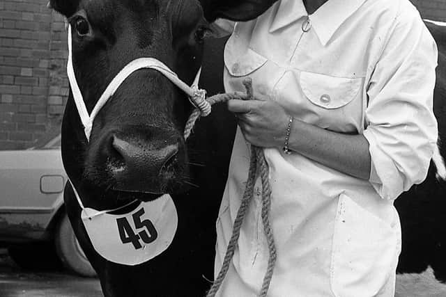 Rhona Gray of Ballymanley House, Craigantlet, pictured in August 1980, at the British Friesian Society’s exhibition at Balmoral, Belfast, with her Kilcote Jaco Cartine, which was one of the many splendid Friesians on show. Picture: News Letter archives/Darryl Armitage