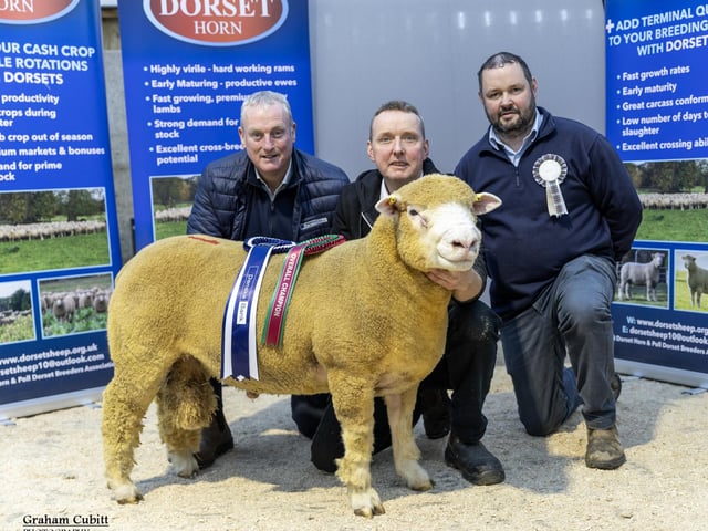The NI Dorset Autumn Show Champion was Hilltop Impact, pictured with the judge Seamus Mullan are Seamus McCormick, Danske Bank, and winning breeder Richard Currie.