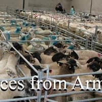 Trade for sheep remains very sharp at Armoy Mart