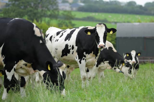 The full implementation of the Precision Breeding Act in the UK could open opportunities for gene editing to develop more effective vaccines for use in livestock production systems. (Pic: Cliff Donaldson)