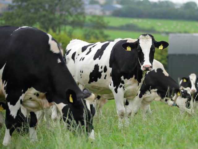 The full implementation of the Precision Breeding Act in the UK could open opportunities for gene editing to develop more effective vaccines for use in livestock production systems. (Pic: Cliff Donaldson)
