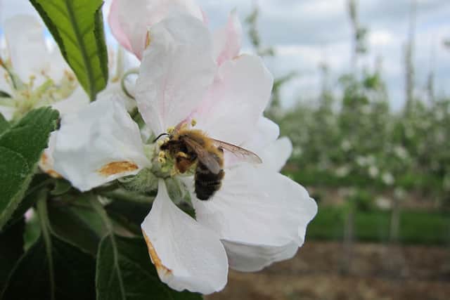 A solitary bee on an apple flower. Credit Sean Webber