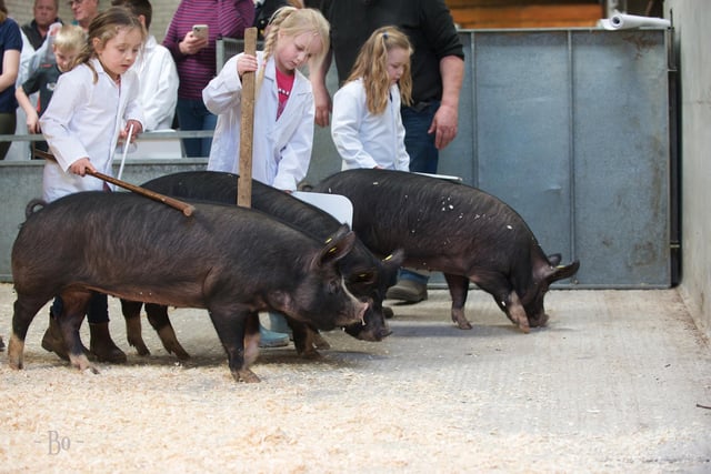 Three little piggies heading to market? Pic: Bo Davidson