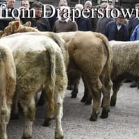 Bullocks selling to £2710/720kg at Draperstown Mart