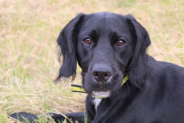 Alfie is available to rehome from Dogs Trust in Ballymena