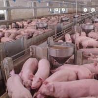 Consultation launched on carbon dioxide stunning of pigs to prevent suffering