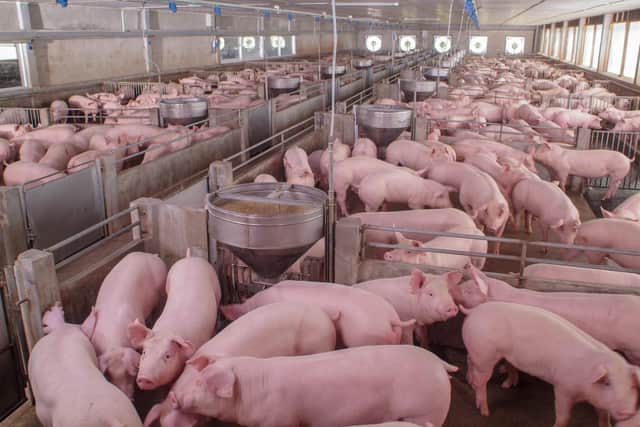 pigs