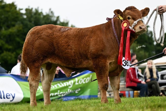 Drumhilla Umpire bred by Gareth Corrie, Newtownards, was the champion calf at the NI Limousin Club’s National Show, held at the Randox Antrim Show. Picture: Kathryn Shaw, Agri-Images
