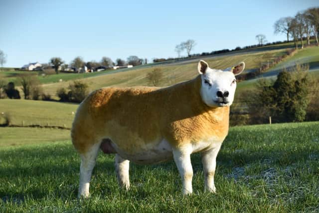 Lot 38 - Curley - top price gimmer
