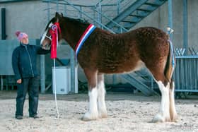 2022 CLHBS Clydesdale Foal Show - Overall Champion - Croaghmore Maureen from Sandra Henderson, Ballycastle (Photo courtesy of Amanda Stewart Photography)