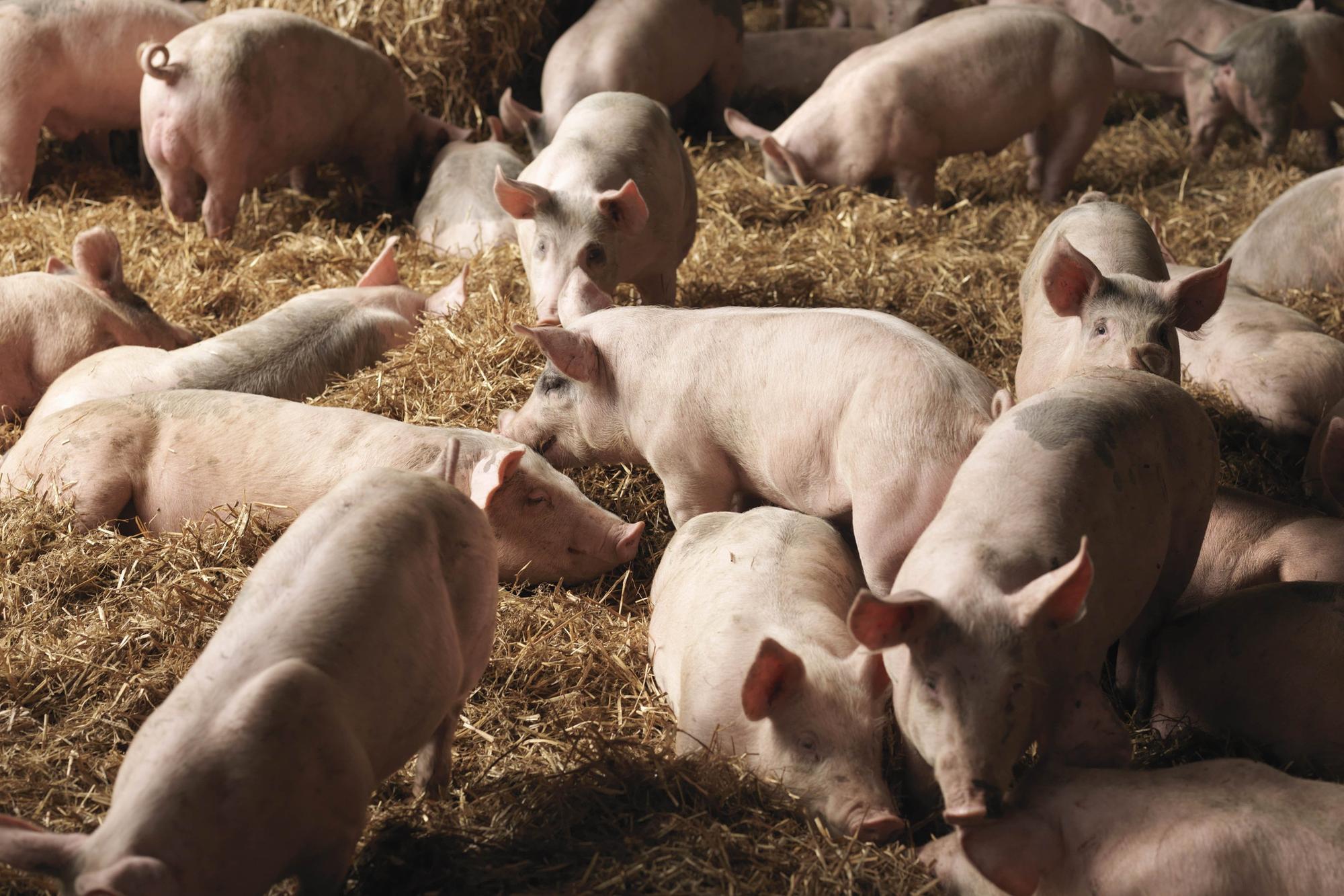 UK-wide consultation gives hope for the future of the pig sector