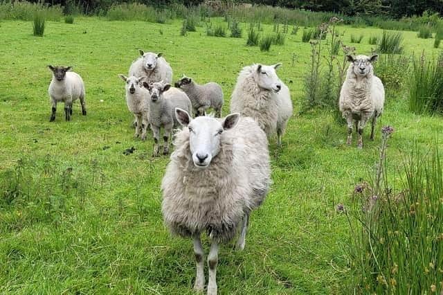 The National Sheep Association is "exasperated" by comments made by former Defra board member, Ben Goldsmith, "attacking UK sheep farming".