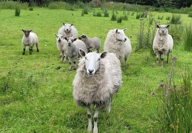 The National Sheep Association is "exasperated" by comments made by former Defra board member, Ben Goldsmith, "attacking UK sheep farming".