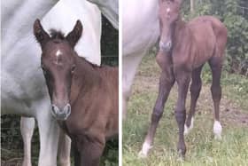 The foal has distinctive markings but is a roan-grey colour now. (Pic supplied by Alison Smith)